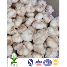 10kgs Carton Packing 6.0cm Normal White Garlic